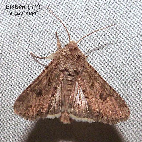 Réf. 254 373 : Anarta trifolii